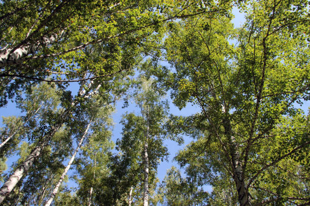 istock A clear cloudless sky is visible through the closing branches of trees overhead. 1292822320