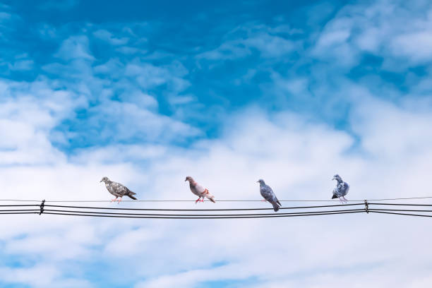 istock Four pigeons bird perched on electric wires with bright blue sky and white clouds background 1292822927