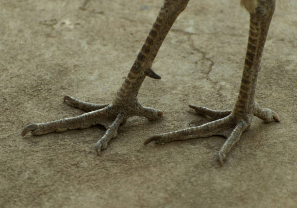 istock Close up shot of peacock bird legs on cement surface. 1292823586