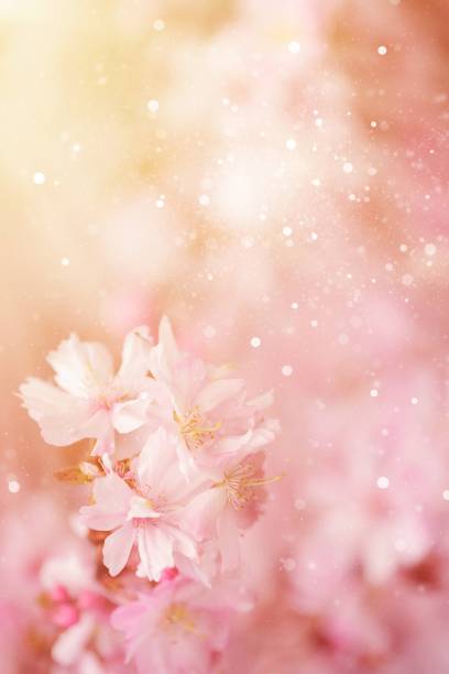 цветение вишни - spring vertical cherry blossom color image стоковые фото и изображения