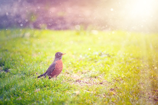 Robin bird standing in the grass, sunlit