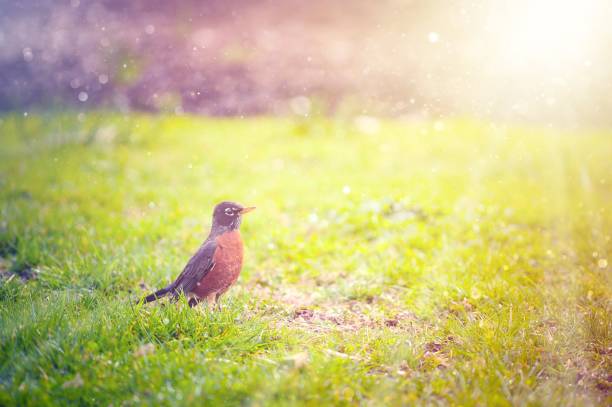 Robin bird Robin bird standing in the grass, sunlit the early bird catches the worm stock pictures, royalty-free photos & images