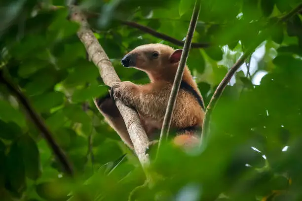 Photo of Southern tamandua photographed in Linhares, North of Espirito Santo.