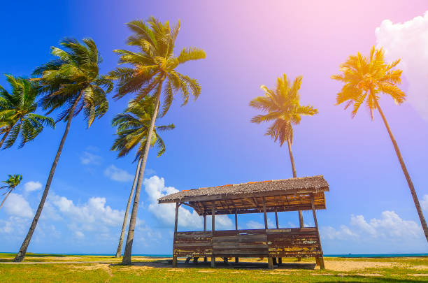 휴가 해변 근처 코코넛 / 야자수로 둘러싸인 하나의 전통 오두막 - asia color image horizontal terengganu 뉴스 사진 이미지