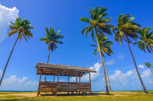 Single traditional hut surrounded by coconut / palm tree near the beach for a vacation