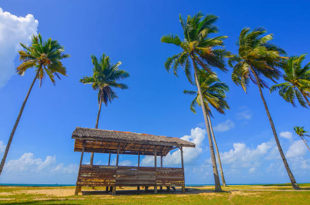 pojedyncza tradycyjna chata otoczona kokosem / palmą w pobliżu plaży na wakacje - terengganu zdjęcia i obrazy z banku zdjęć