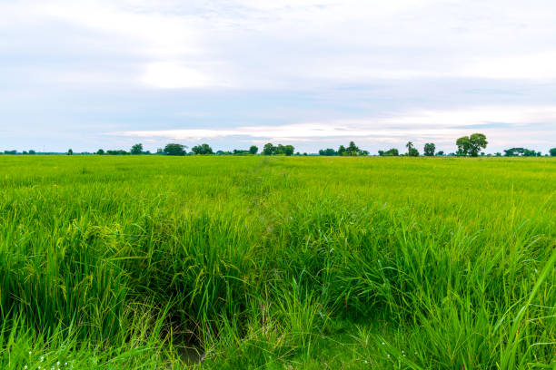 istock Vast green rice fields and beautiful natural scenery in Thailand 1292828458