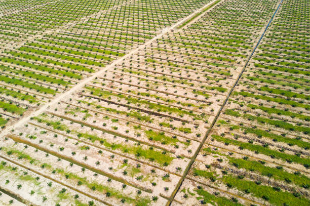 istock Arial view of palm plantation with dramatic blue sky at background 1292829450