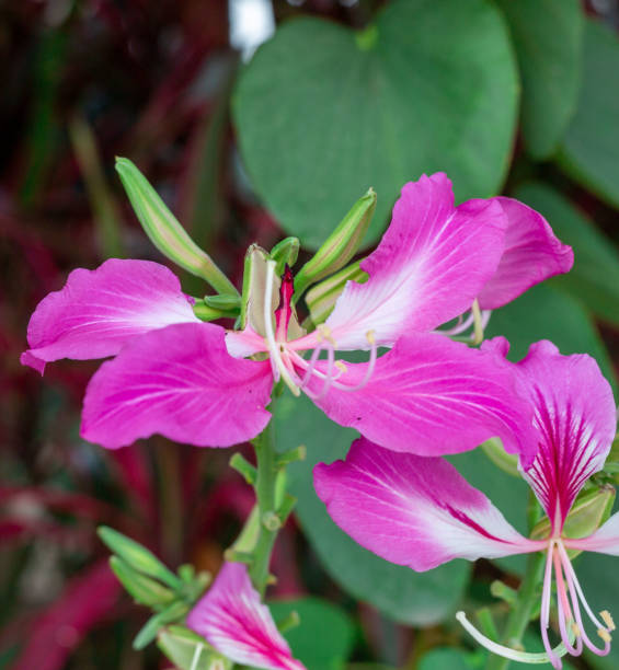 istock Bauhinia flower soft focus with some sharp and blurred background. 1292831055