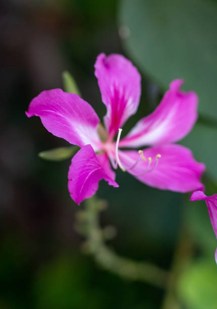 istock Bauhinia flower soft focus with some sharp and blurred background. 1292831057