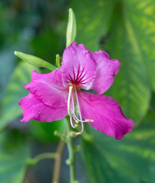 istock Bauhinia flower soft focus with some sharp and blurred background. 1292831069