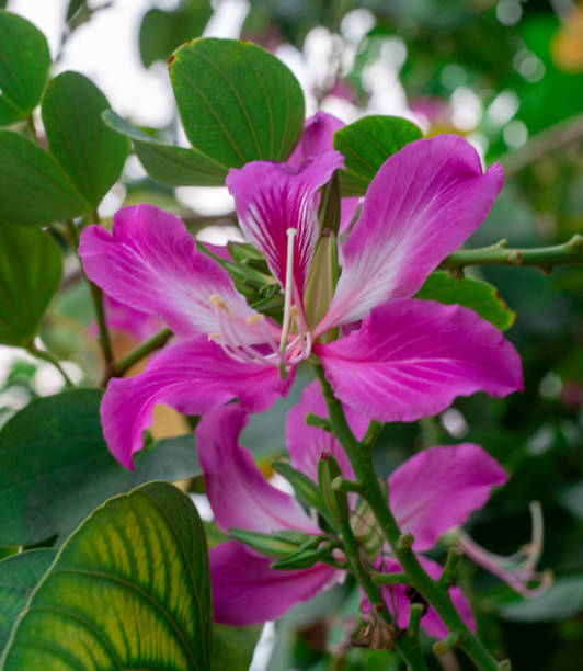 istock Bauhinia flower soft focus with some sharp and blurred background. 1292831577