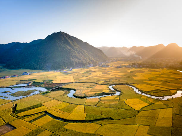 istock Bac Son valley with yellow rice fields in harvest season in Bac Son district, Lang Son province, Vietnam 1292832483
