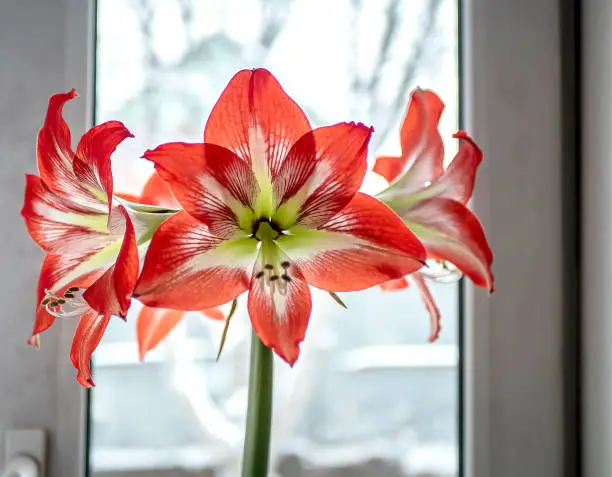 Photo of red Amaryllis flower on the windowsill against a winter landscape, macro, narrow focus area