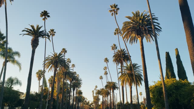 Beverly Hills palm trees and houses