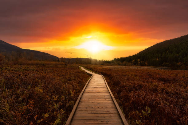 Wooden walking path on One Mile Lake Wooden walking path on One Mile Lake with flowers. Picture taken in Pemberton, British Columbia, Canada. Dramatic Sunrise Sky Art Render. pemberton bc stock pictures, royalty-free photos & images