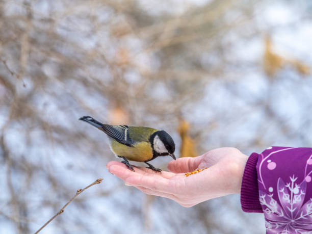 istock Girl feeds a tit from a palm. 1292837857