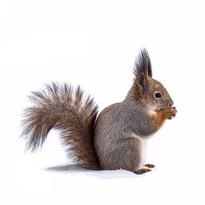 The squirrel with nut funny sits on its hind legs on the pure white snow in winter, isolated on white background. Eurasian red squirrel, Sciurus vulgaris. Copy space background