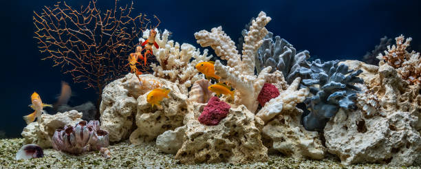 freshwater aquarium designed in pseudo-sea style. aqua scape and aqua design. - hobbies freshwater fish underwater panoramic imagens e fotografias de stock