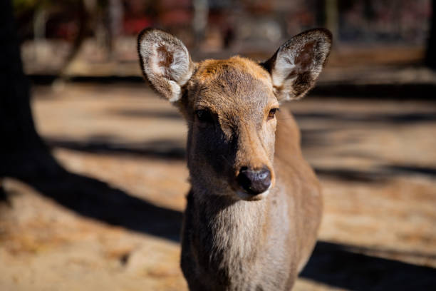 istock Photography in Nara, Japan 1292842401