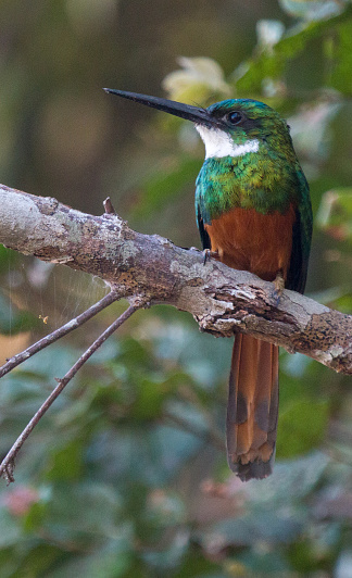 Rufous-tailed Jacamar (Galbula ruficauda) in Pantanal Wetlands. It's near-passerine bird from the New World. It belongs to the order Piciformes, the phylum Chordata  and the family Galbulidae.
