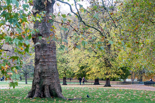 Autumn in St James's Park, London