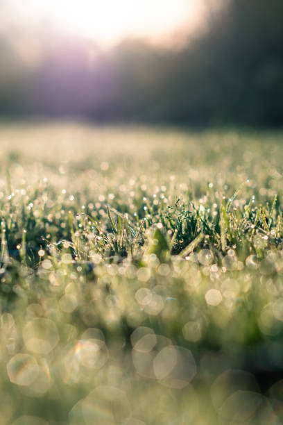 istock Morning dew on some frozen winter green grass ground 1292845471