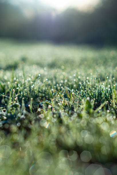 istock Morning dew on some frozen winter green grass ground 1292845519