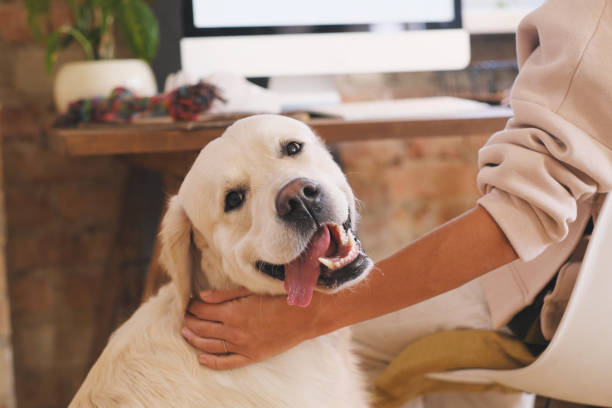 istock Cute pet at home 1292846308