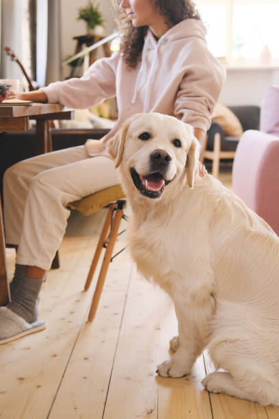 istock Dog sitting at home 1292846314