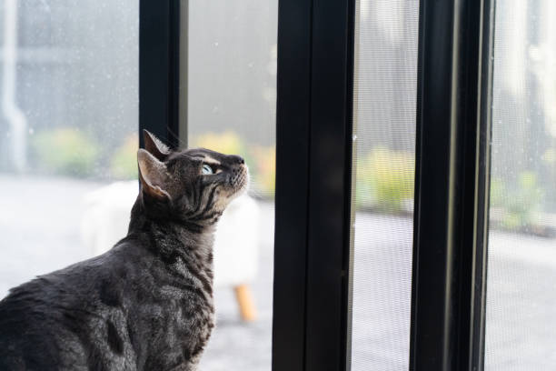 istock A cat wants to go out to play 1292846917