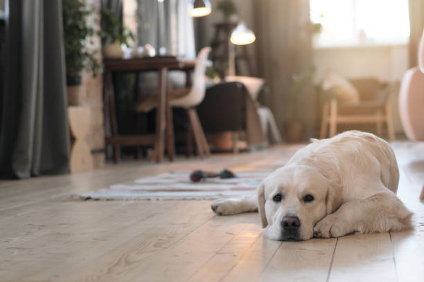 perro descansando en casa - pets table animal cheerful fotografías e imágenes de stock