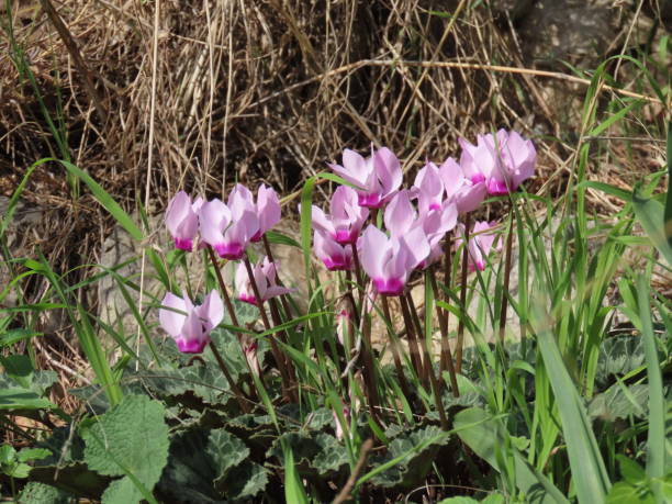 istock Cyclamen blossom in the nature 1292852038