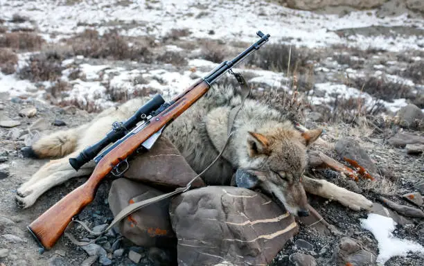 Gray wolf trophy and small arms with optics on stones in the mountains. A predator after the attack on a herd of horses in the mountains.