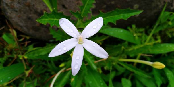 white flower head in the wild