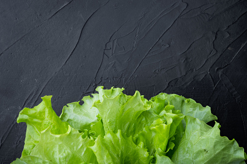 Raw organic green, oak lettuce, on black background with copy space for text