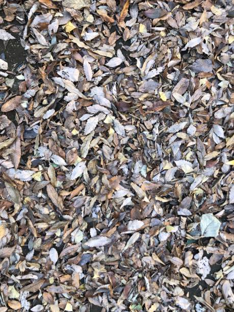istock One side of fallen leaves, which is an autumn tradition 1292853442