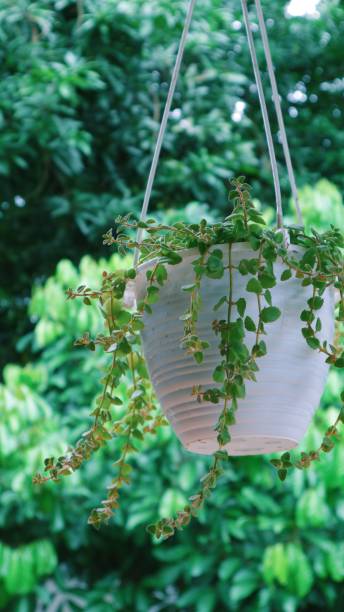 istock potted ornamental plants 1292855575
