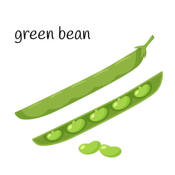 ilustraciones, imágenes clip art, dibujos animados e iconos de stock de frijoles verdes en una vaina. planta de legumbres en una vaina cerrada y abierta. ingrediente, un elemento para el diseño de envases de alimentos, recetas y menús. aislado en ilustración vectorial blanca en estilo plano. - green bean isolated food white background