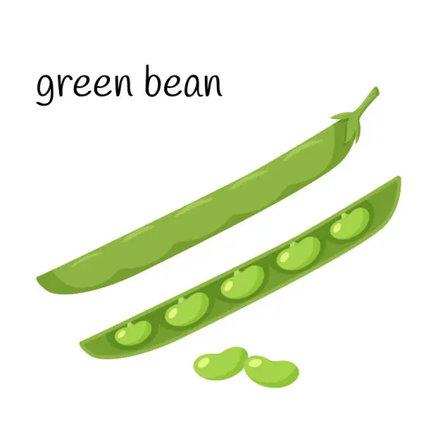 Vector illustration of Green beans in a pod. Legume plant in a closed and open pod. Ingredient, an element for the design of food packaging, recipes, and menus. Isolated on white vector illustration in flat style.