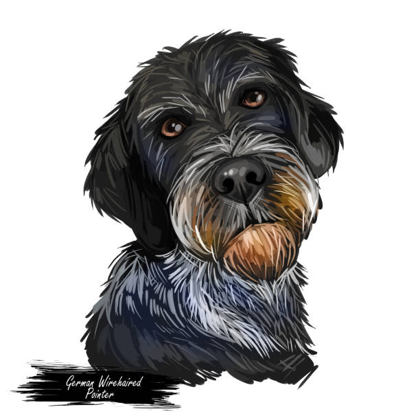 illustrazioni stock, clip art, cartoni animati e icone di tendenza di illustrazione d'arte digitale del cucciolo tedesco wirehaired pointer isolato su bianco. ritratto popolare del cucciolo con testo. carino ritratto disegnato a mano da un animale domestico. progettazione di clipart grafica. - pointer stick illustrations