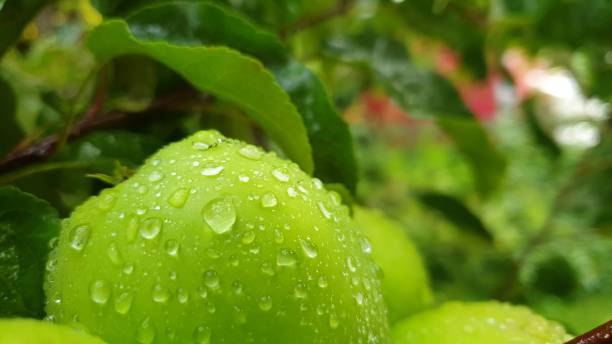 istock Apples with water pearls 1292864724