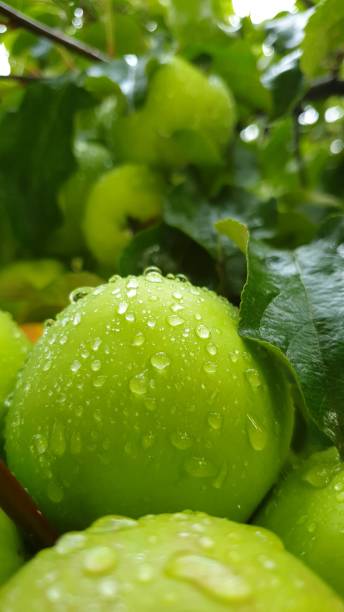 istock Apples with water pearls 1292864750
