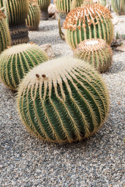 istock Botanical Garden of Catania Sicily 1292865191
