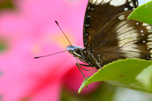 istock Tropical colorful butterfly among camellia 1292865418
