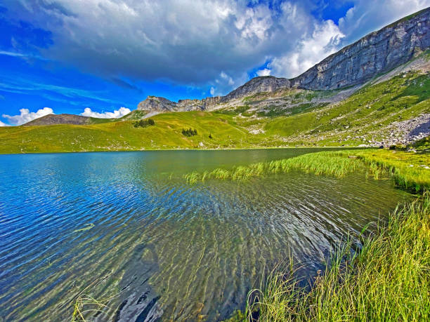 The alpine lake Seefeldsee or Seefeld Lake in the Uri Alps mountain massif, Sachseln - Canton of Obwalden, Switzerland (Kanton Obwald, Schweiz) The alpine lake Seefeldsee or Seefeld Lake in the Uri Alps mountain massif, Sachseln - Canton of Obwalden, Switzerland (Kanton Obwald, Schweiz) summer flower lake awe stock pictures, royalty-free photos & images