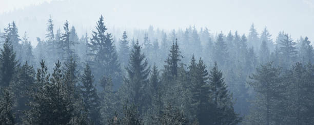 istock Pine trees black stylized silhouette photo 1292870122