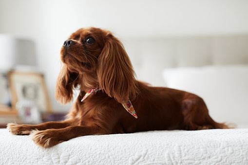 Pure breed cavalier king Charles Spaniel at home.