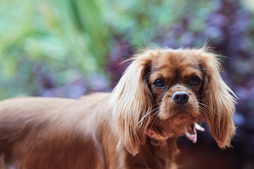Pure breed cavalier king Charles Spaniel at home.