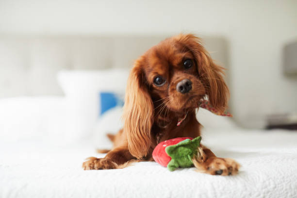 Puppy spaniel Pure breed cavalier king Charles Spaniel at home. lap dog photos stock pictures, royalty-free photos & images